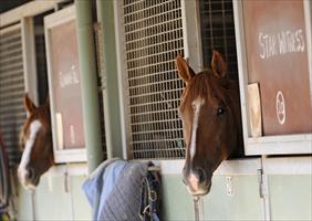 Arnold confident Star will shine bright at Ascot